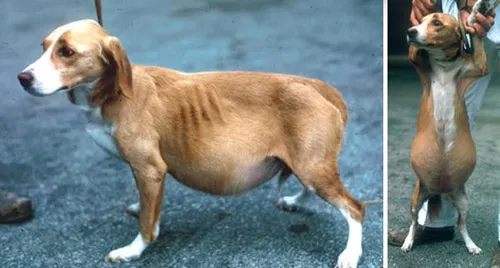 狗狗腹水和肥胖的区别