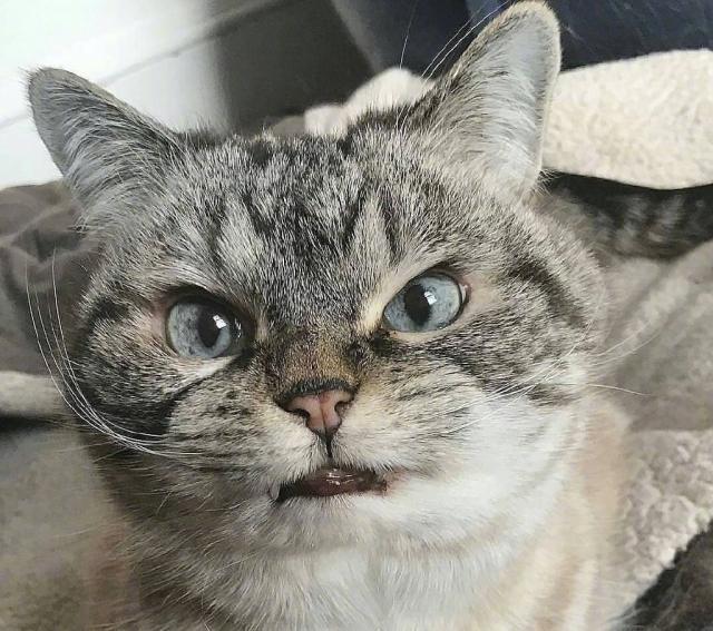 布偶猫跟银渐层配出来的猫长啥样