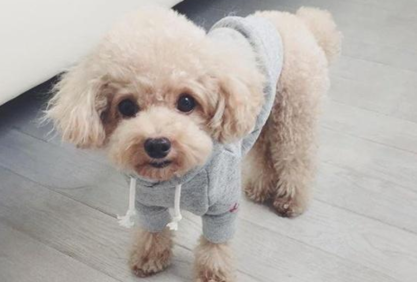 狗吐了白色泡沫吃什么药