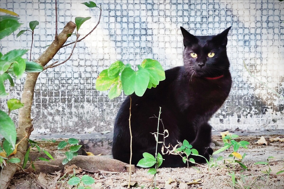 孟买猫掉毛严重吗