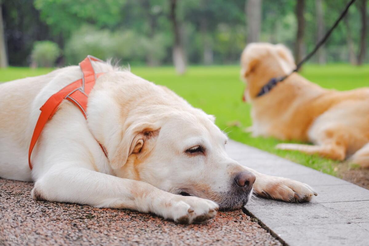 牵引带的使用方法有哪些