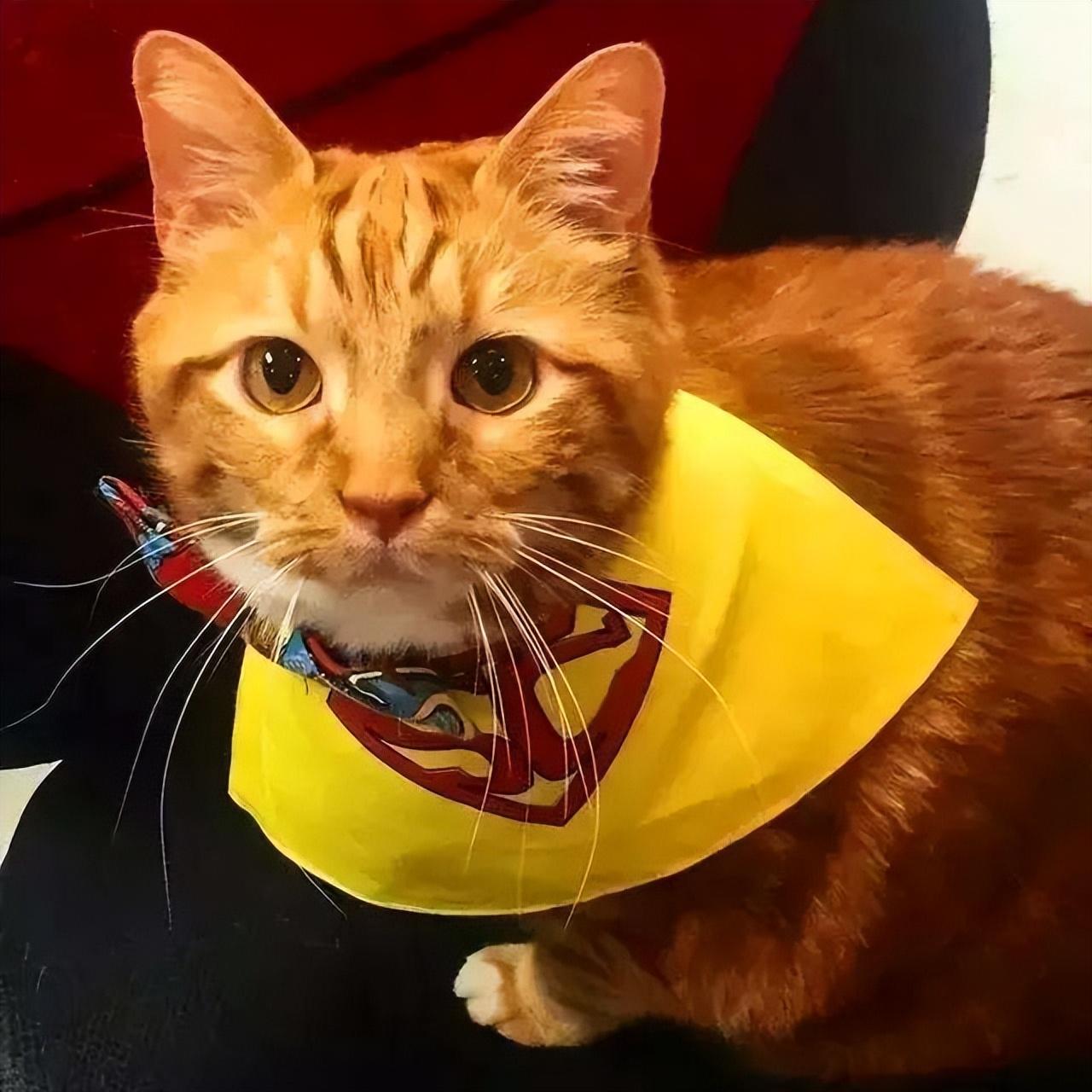 为什么流浪猫都是橘猫