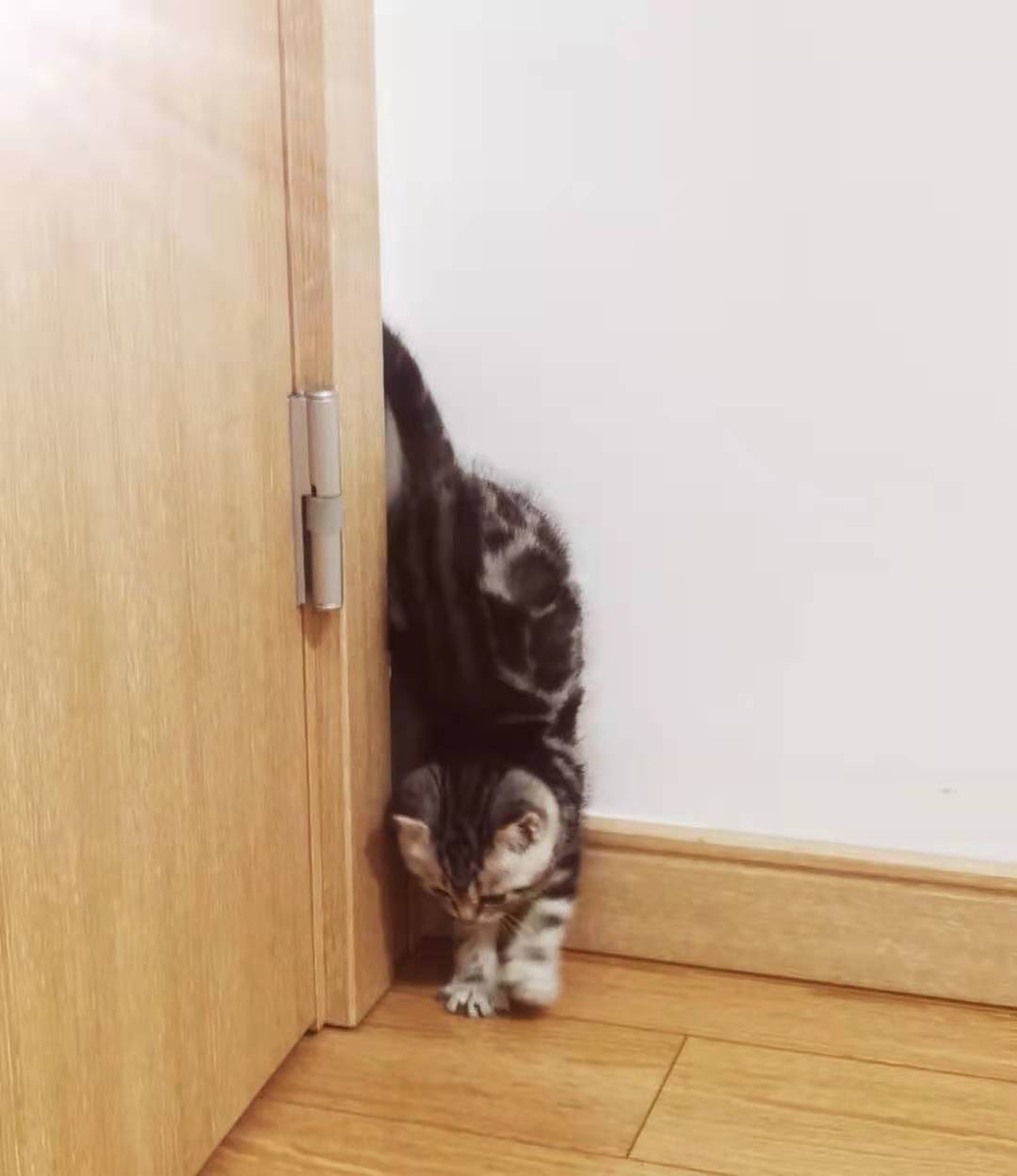 猫咪断奶吃什么药好