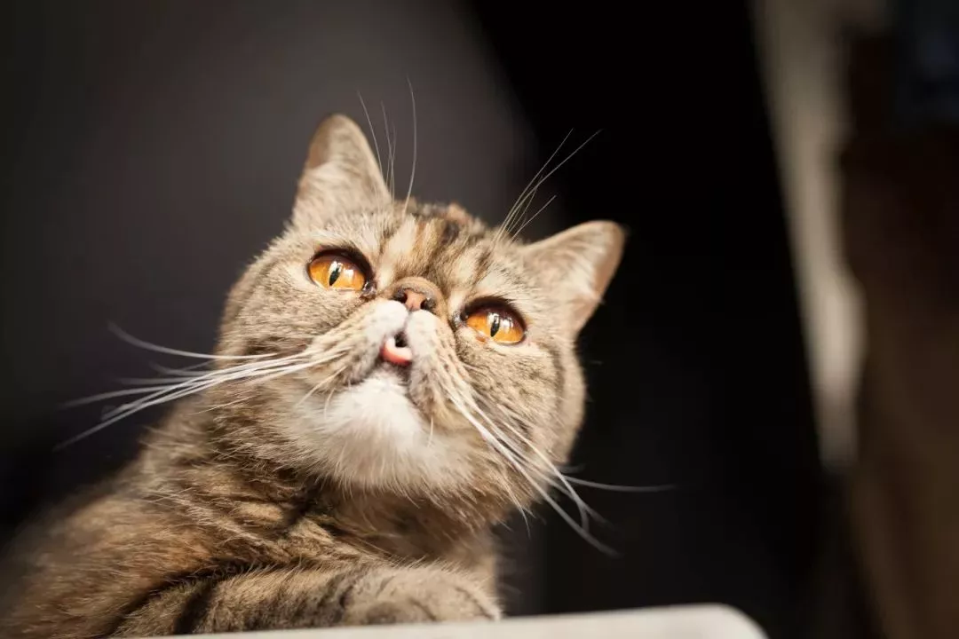 异国短毛猫是加菲猫吗