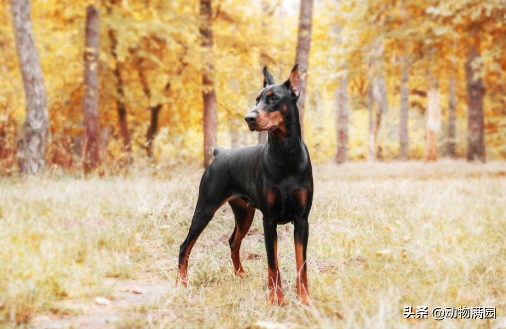 杜宾犬是什么犬种