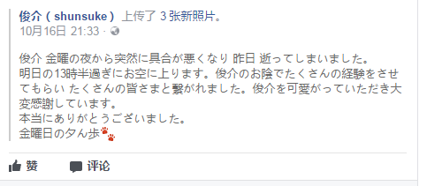 日本网红秋田犬叫什么