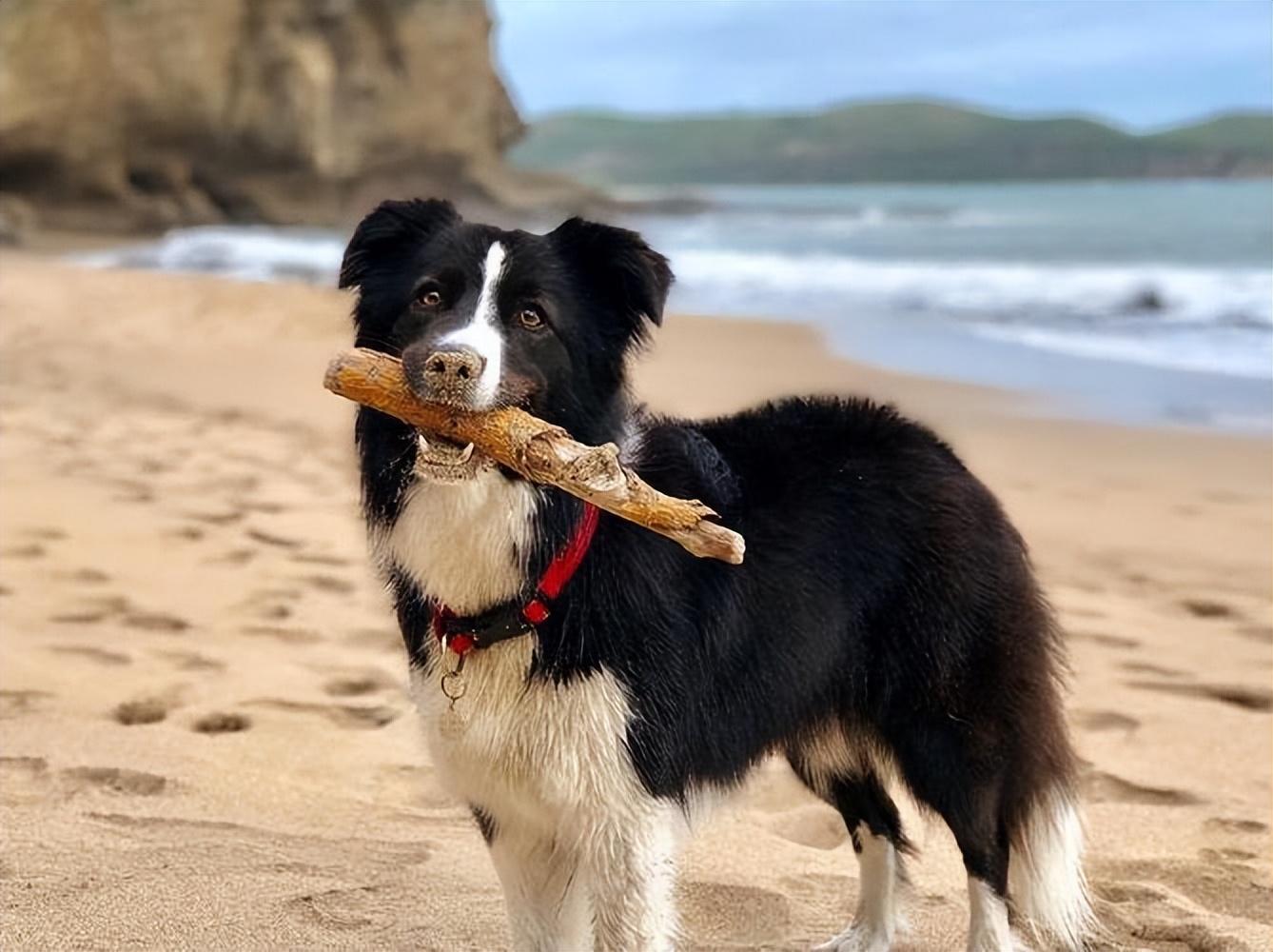 纯种边境牧羊犬多少钱一只