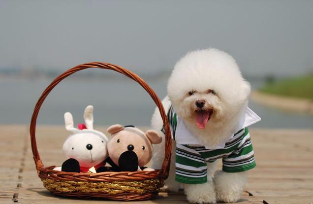 比熊犬吃什么牌子的狗粮好