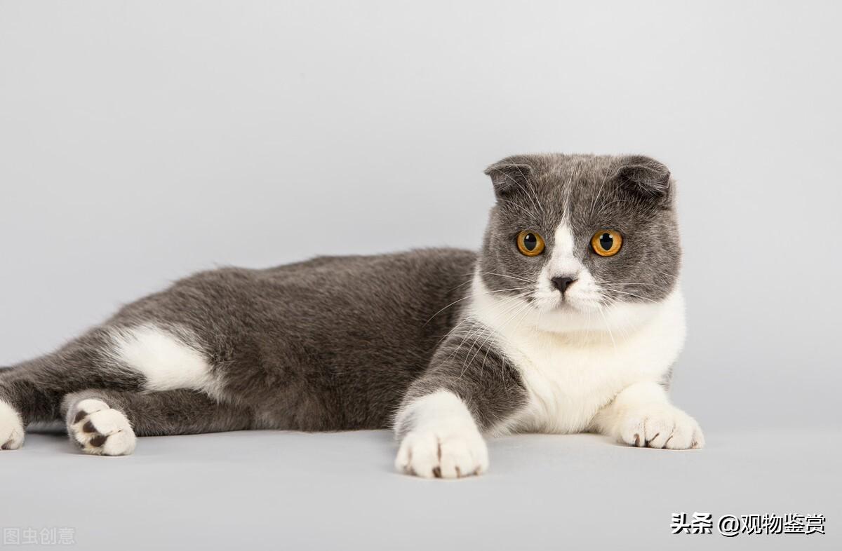 英短蓝白为什么活不过五岁