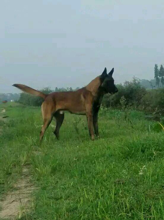 比利时马犬多少钱一只