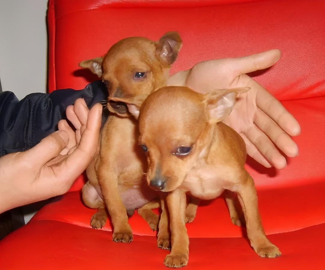 小鹿犬一般价格是多少