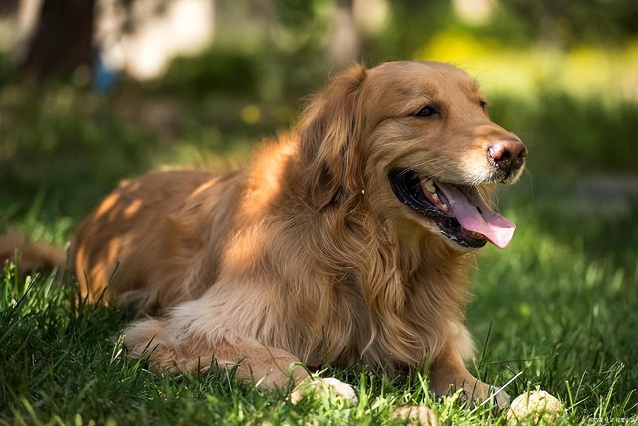 宠物如何寄去外地