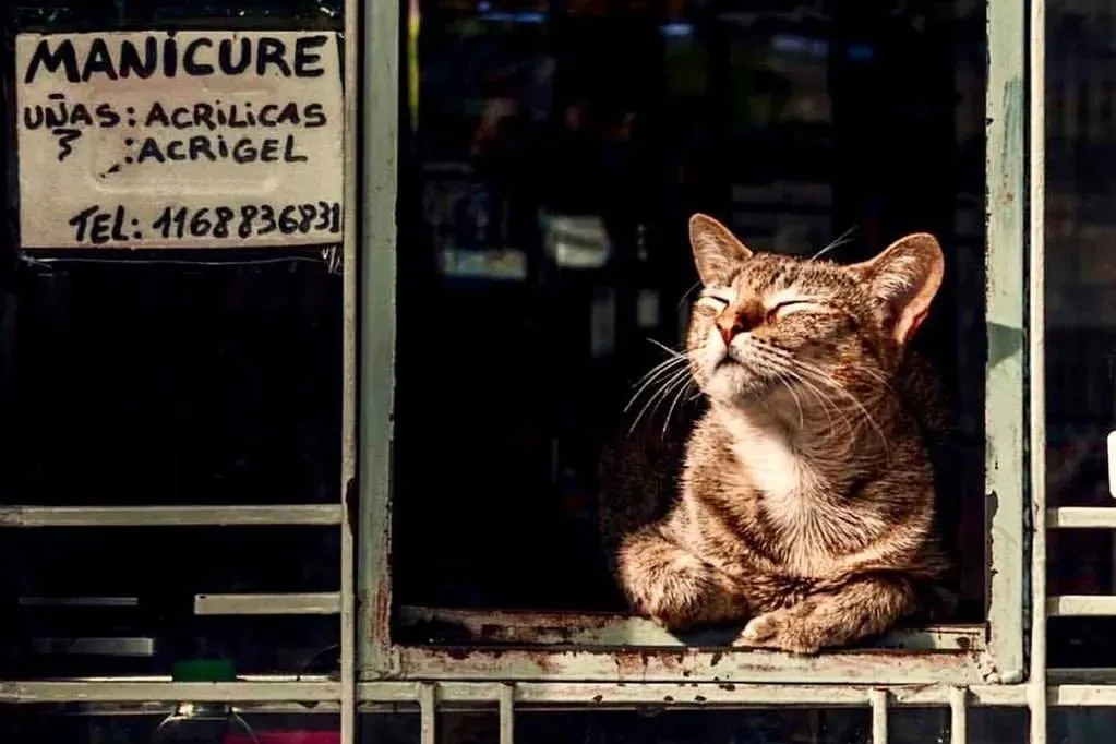 店里养猫招财吗