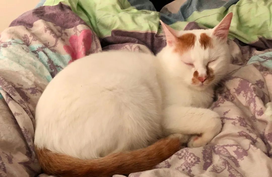 猫咪一天睡几个小时正常