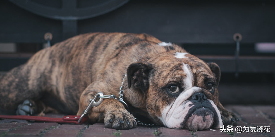 动车可以带宠物狗吗