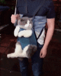 丁香紫蓝猫多少钱一只