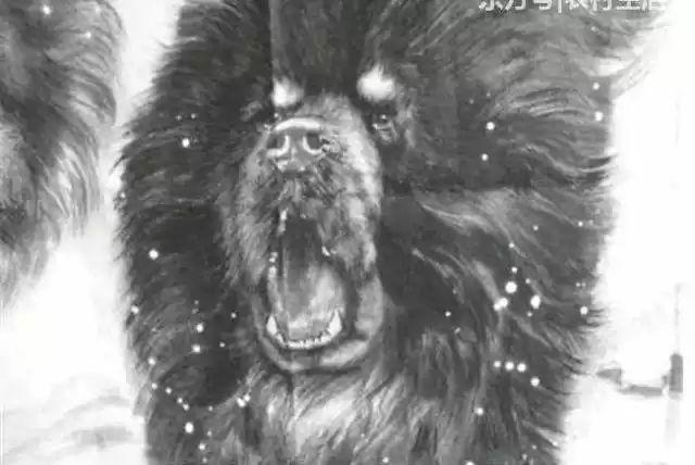 藏獒一只最贵值多少钱