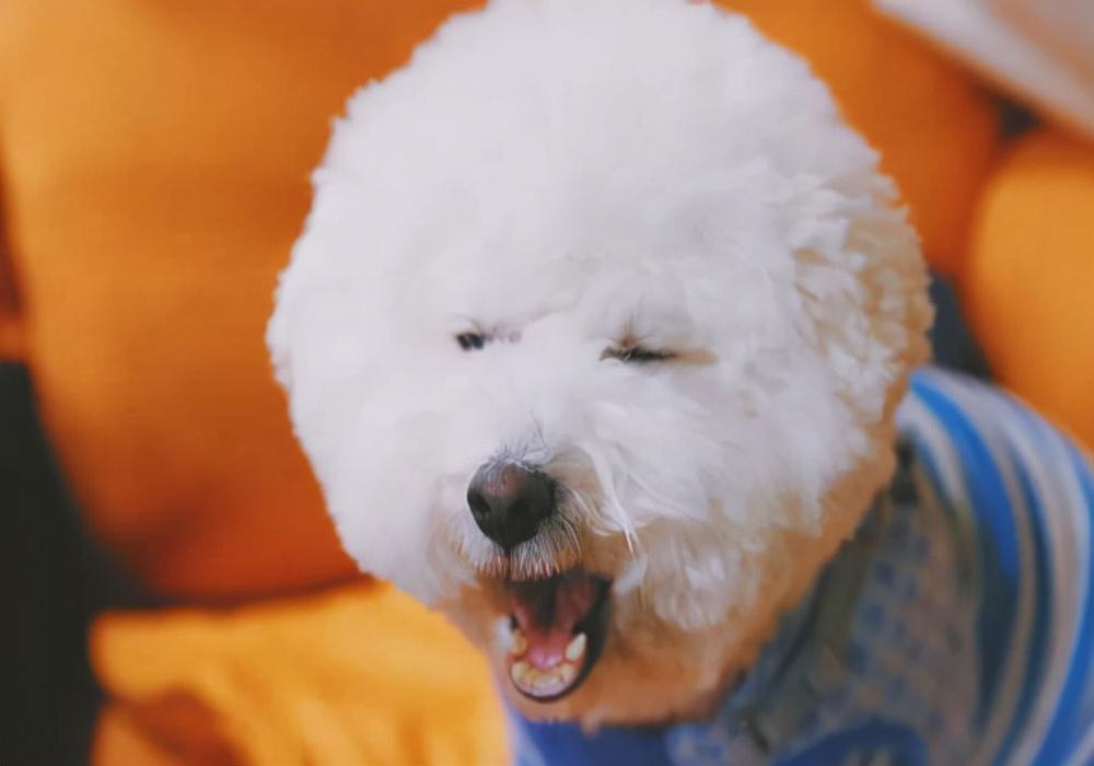 狗宝宝怎么喂养