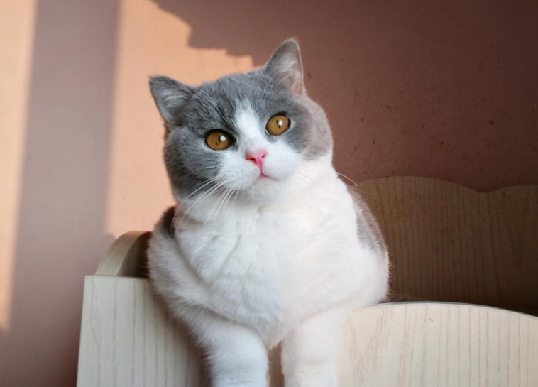 包子脸猫咪是什么品种