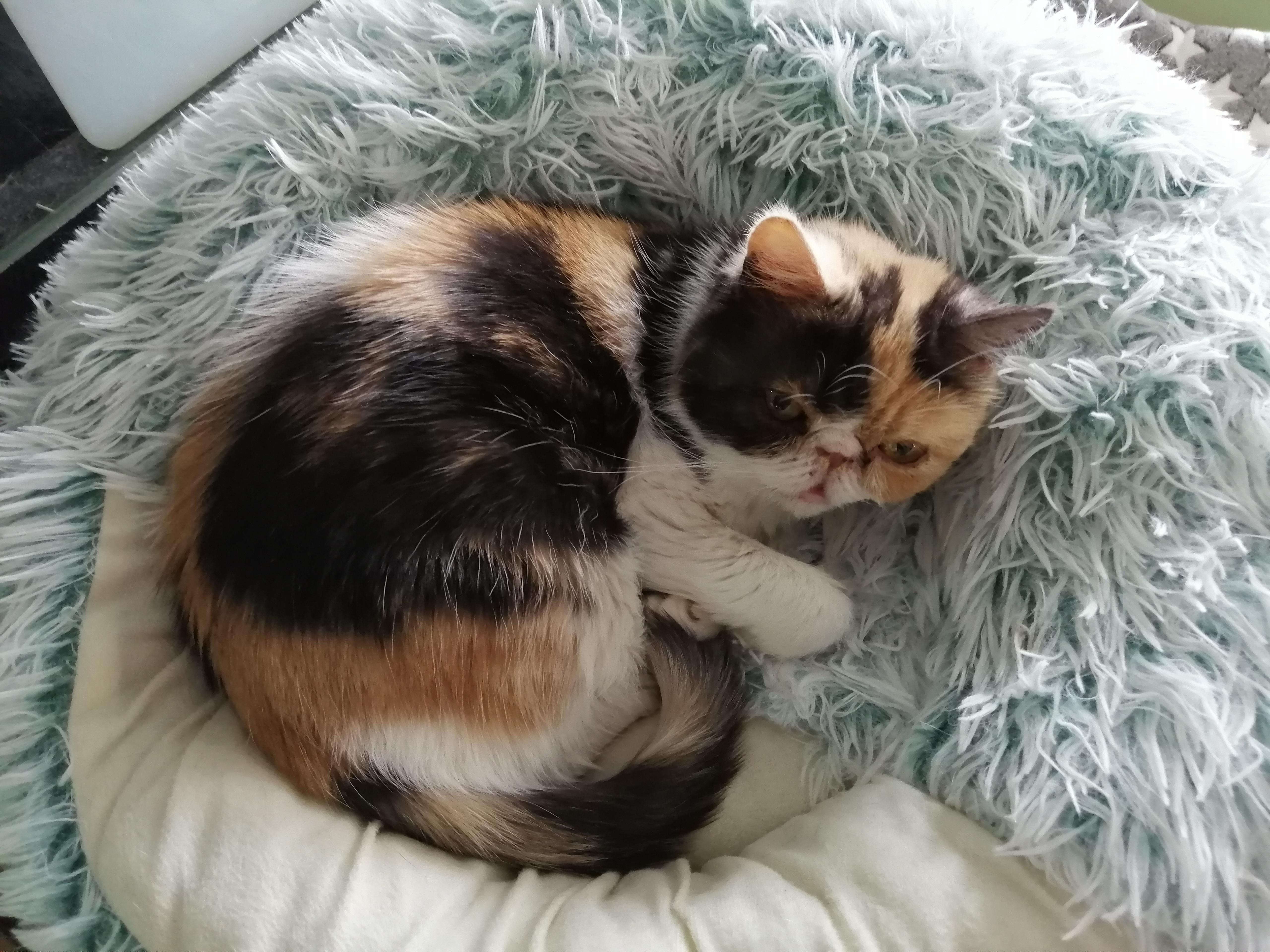 猫孕期多少个月可以检查出怀了几只