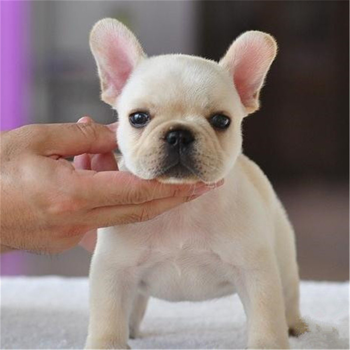 斗牛獒犬多少钱一只