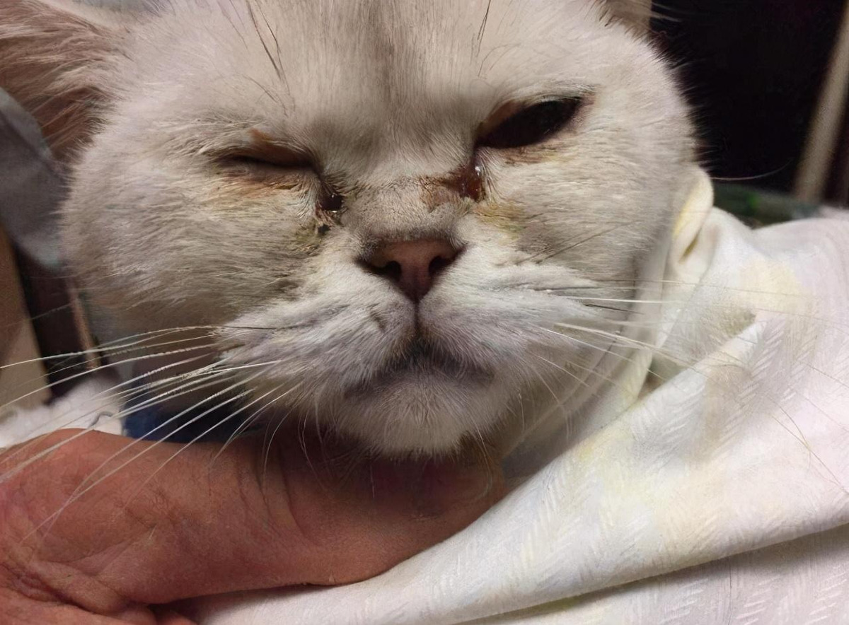 猫咪眼线虫怎么治疗