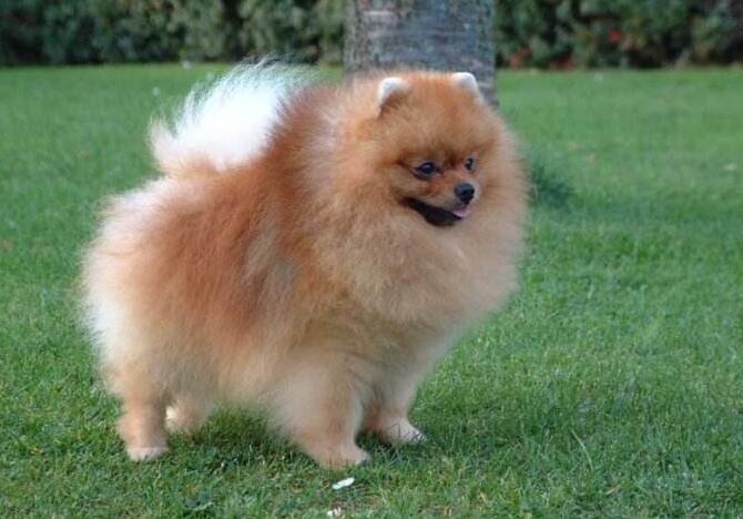 博美犬什么性格特点比较好