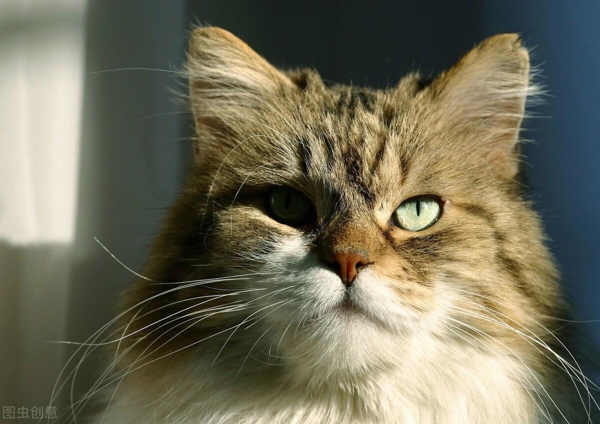 二个月小猫必须吃泡软的猫粮