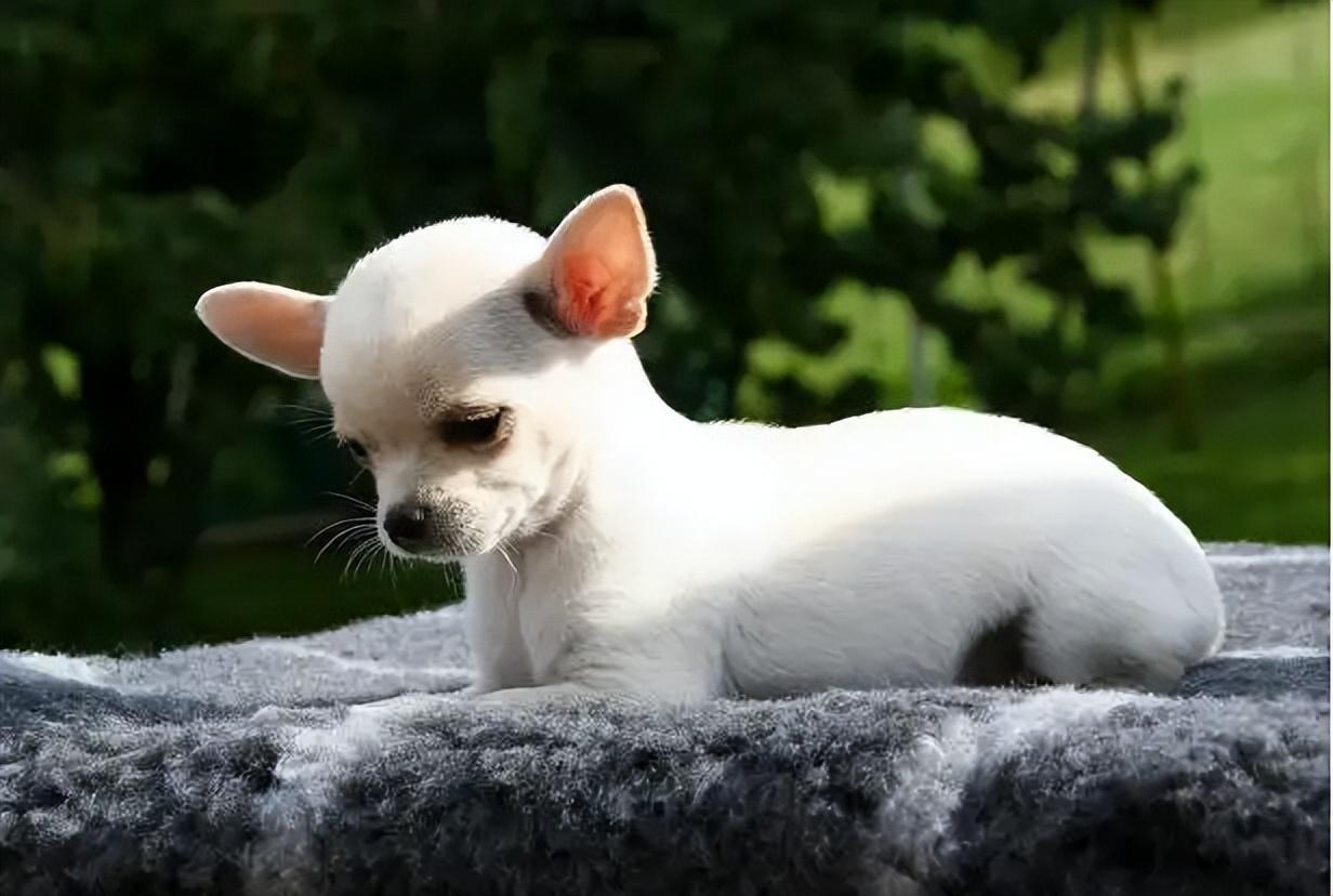 吉娃娃犬怎么养