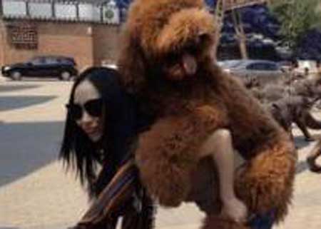 巨型泰迪犬图片