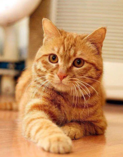 中华田园猫的品种