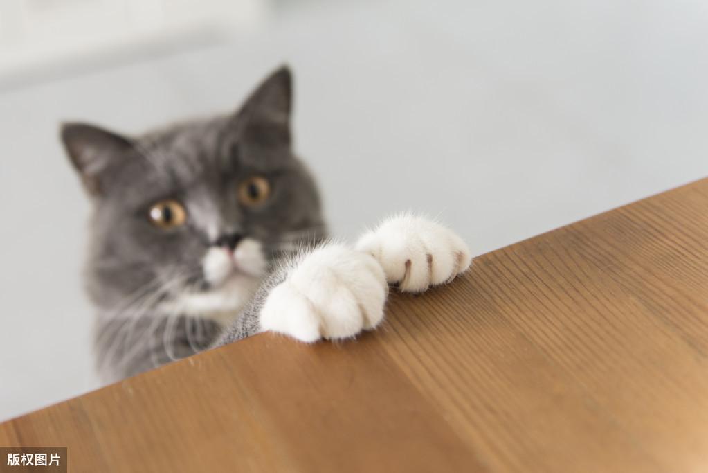 英短蓝猫可以活多少年