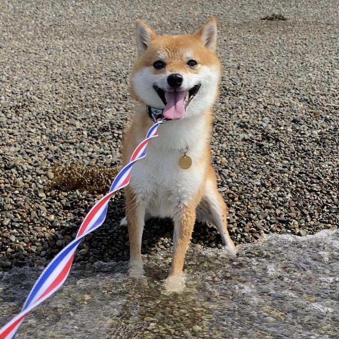 柴犬优缺点及适合人群