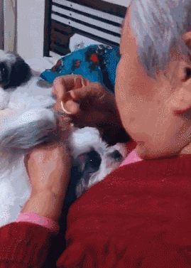 西施犬图片及价格