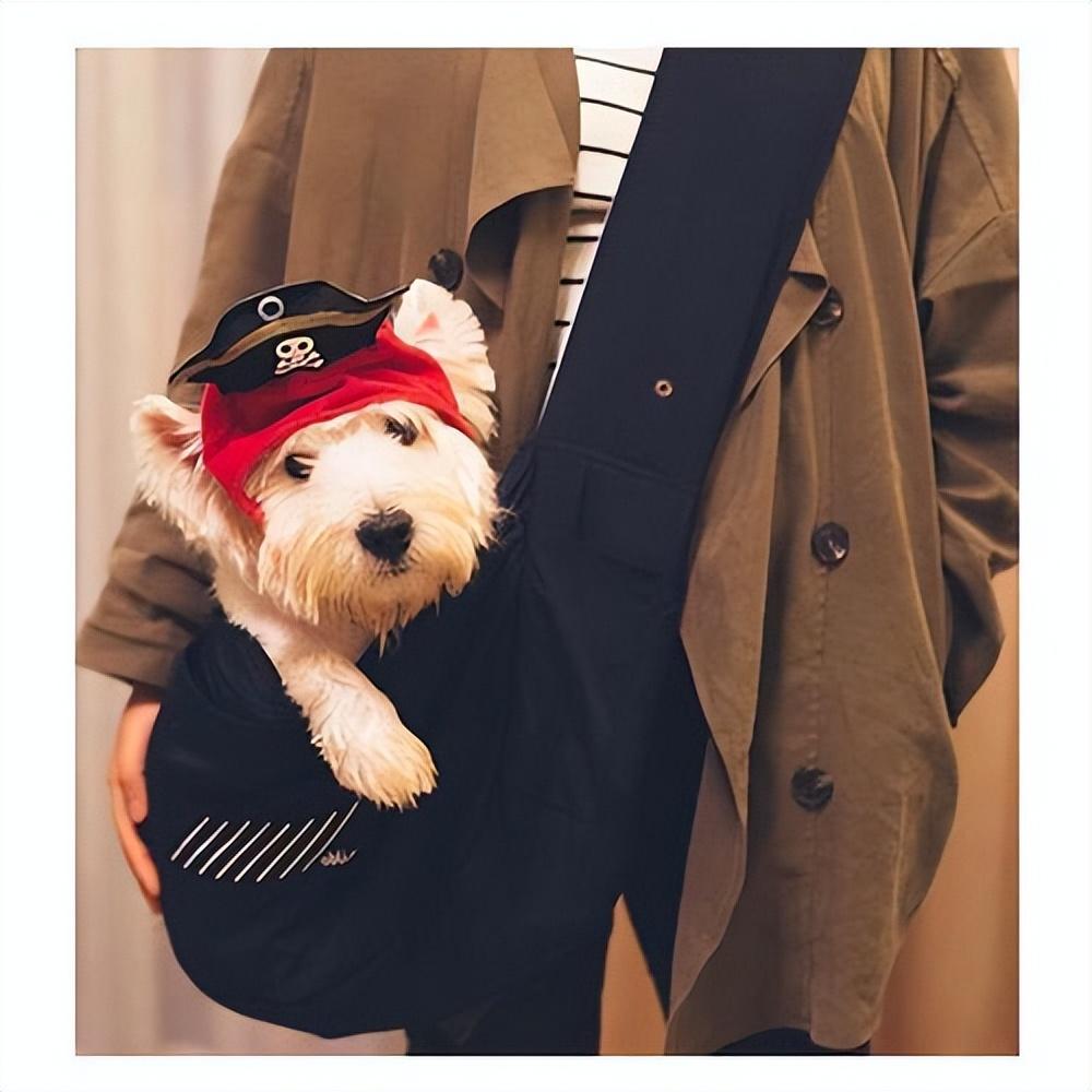 国内小型犬品种有哪些