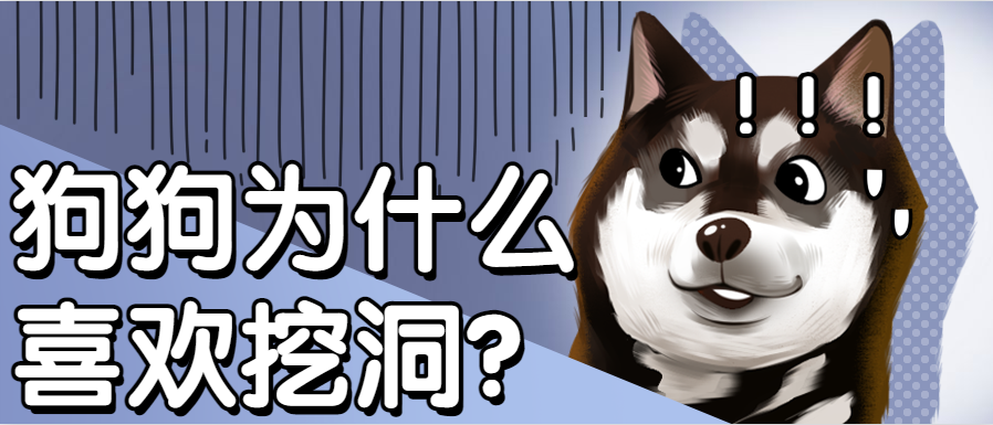 狗狗一直刨地怎么回事 狗狗不停的用前爪刨地的原因