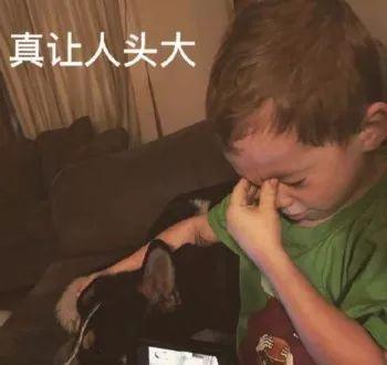 坐公交可以带宠物猫吗