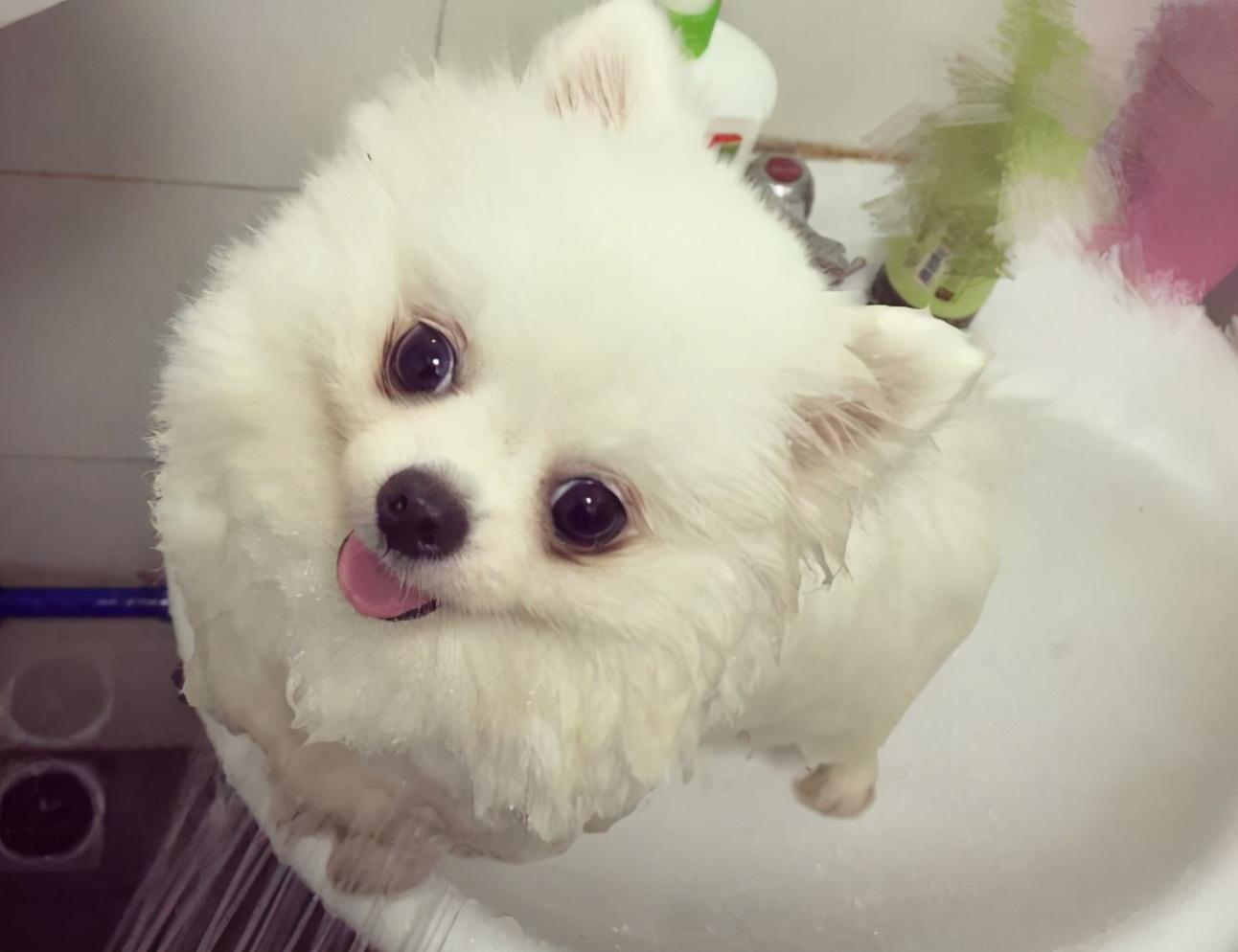 小博美多久洗一次澡最好