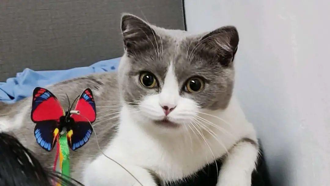 猫为什么鼻音哼唧