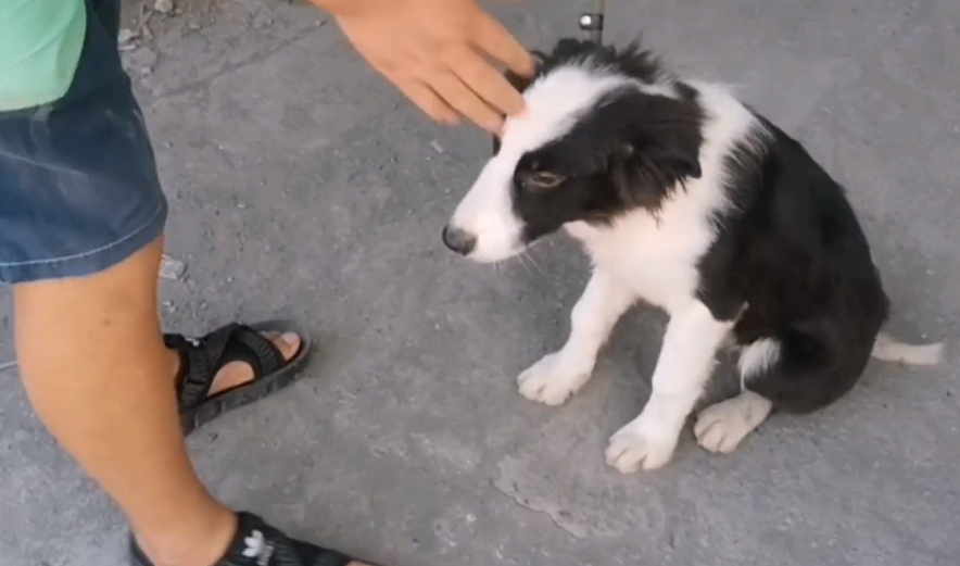 边境牧羊犬多少钱