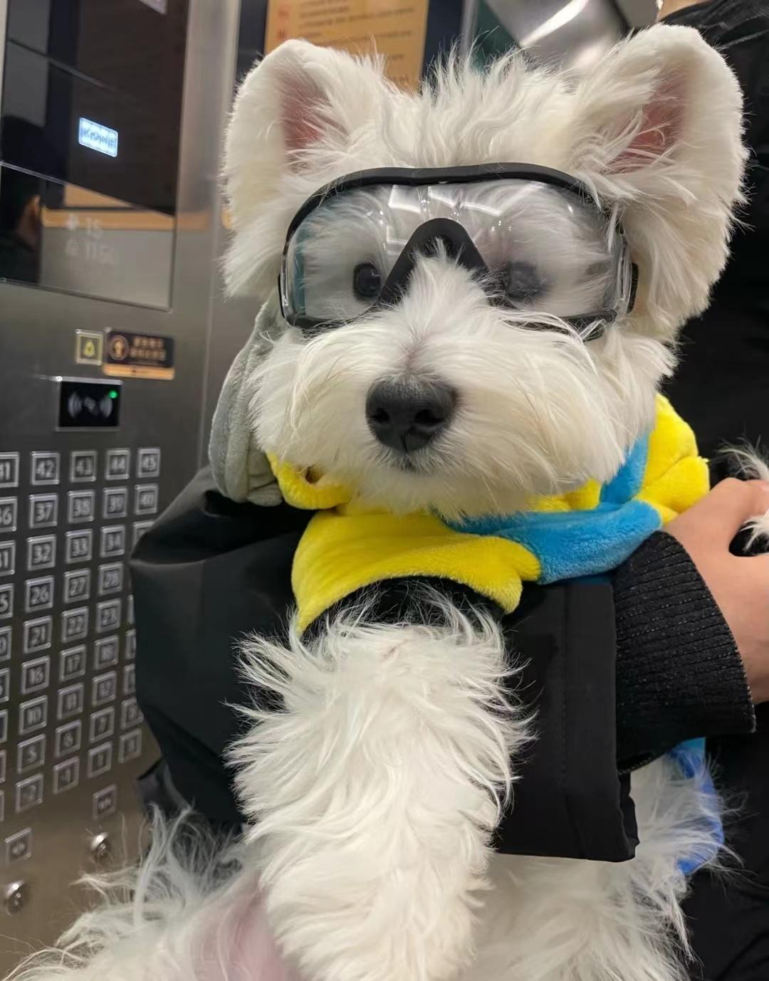 梗类犬有哪些品种