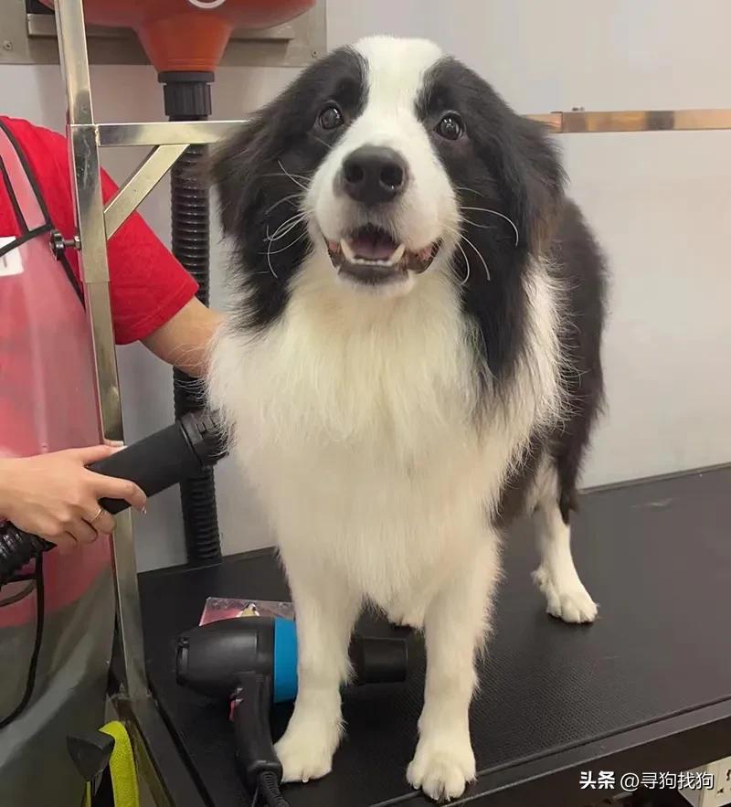 东德牧羊犬交易论坛