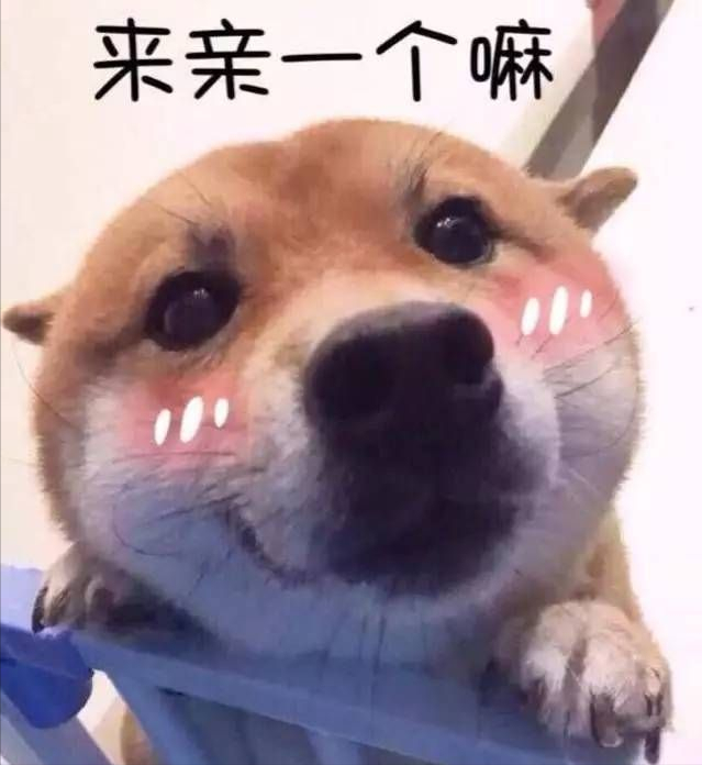 如何正确的帮狗狗配种