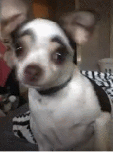 吉娃娃寿命一般能活多少年