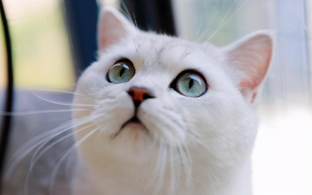 母猫发青主人怎么安抚