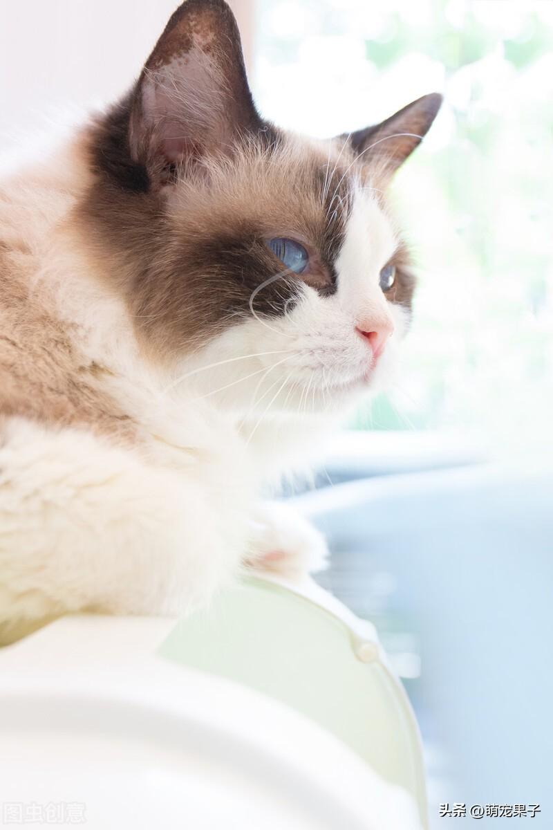 一只纯种布偶猫大概多少钱