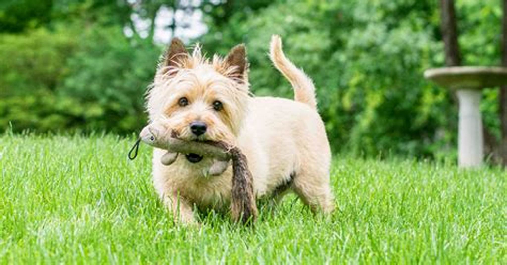 博美犬如何训练靠脚边站
