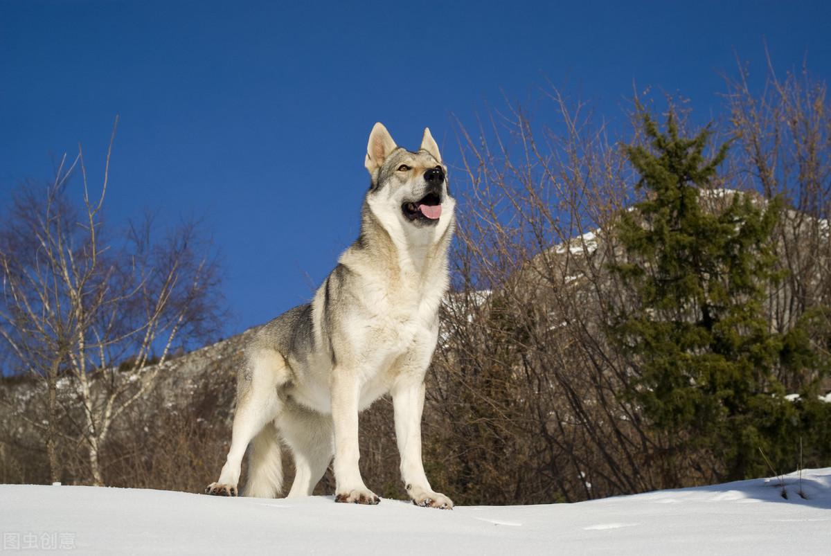 法老王猎犬多少钱一只