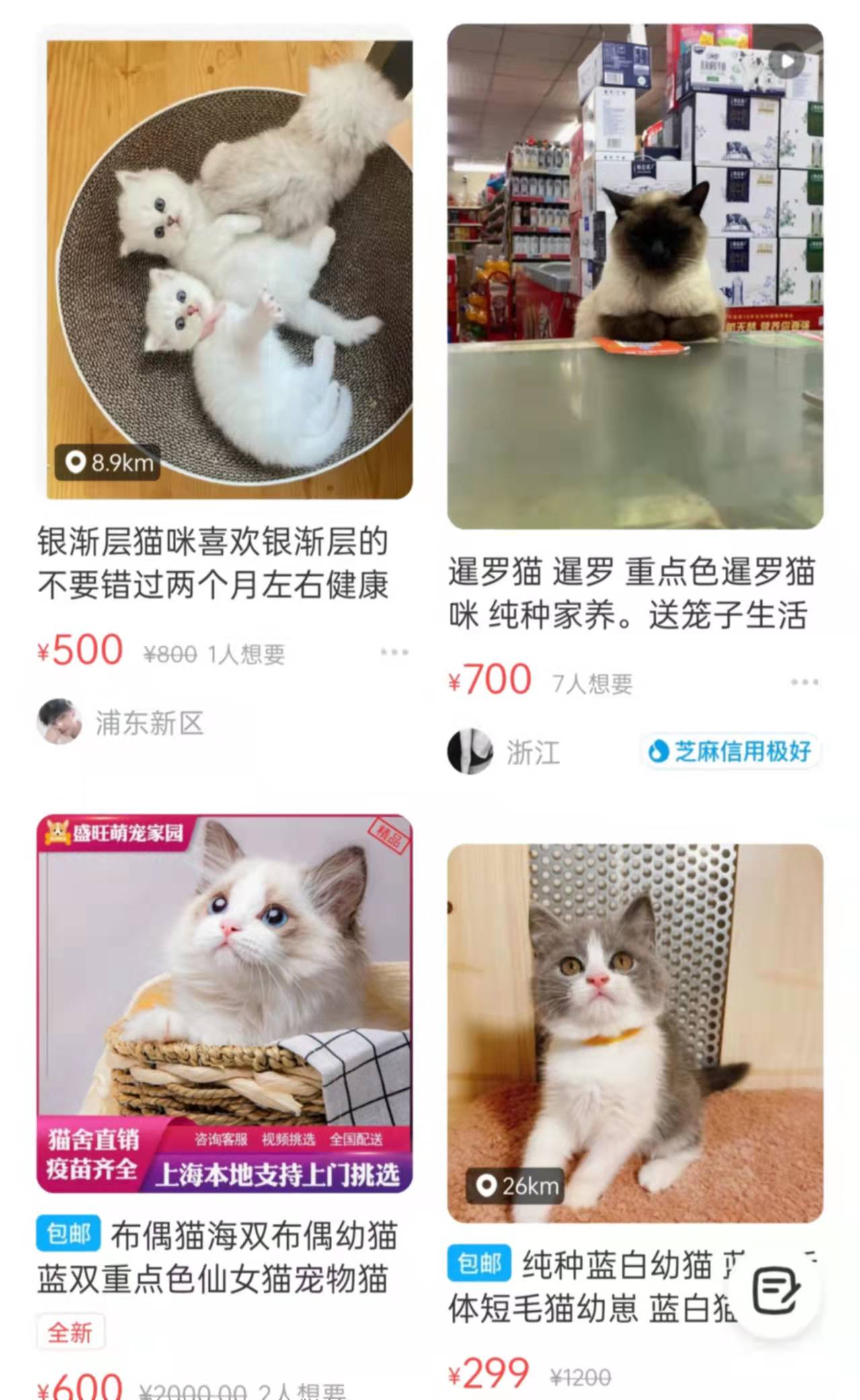 自己繁殖的猫怎么卖