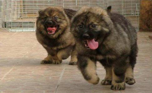 北高加索犬图片